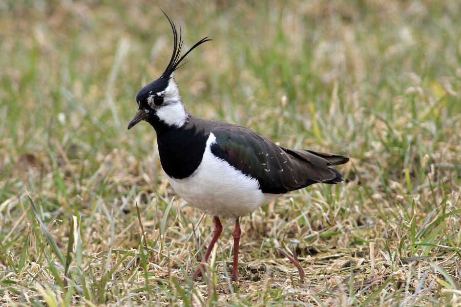 Aktuell gibt es im Kreis Paderborn etwa 400 bis 500 Kiebitz-Brutpaare. Der Kiebitz ist ein typischer Bewohner weiträumig offener Lebensräume. (Foto: Gerhard Lakmann, Biologische Station Kreis Paderborn-Senne)